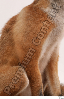 Fox  2 leg 0011.jpg